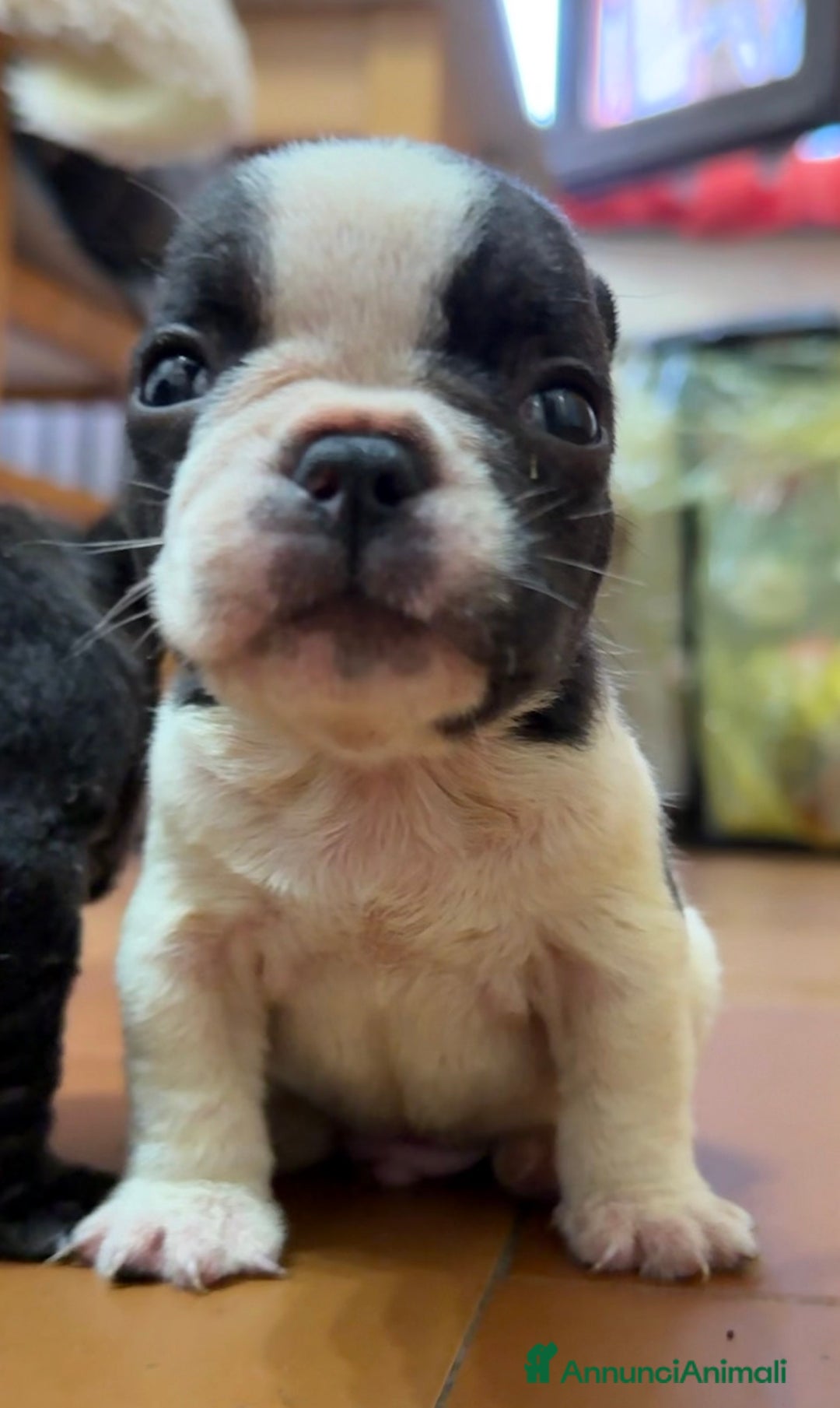 Bulldog Francese cani in vendita: Cuccioli bulldog francese a Provincia di Varese - Immagine 4