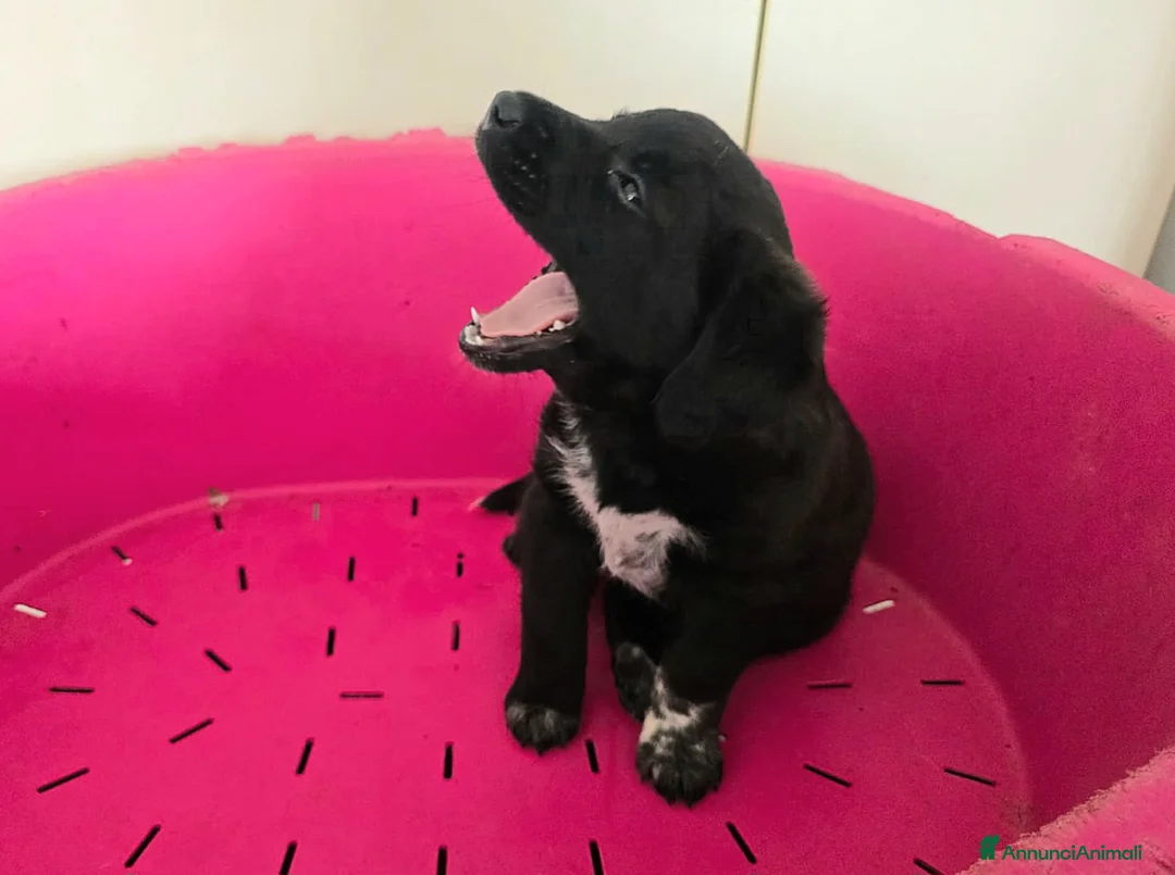 Meticcio cani in regalo: Milla 2 mesi taglia media  - Annuncio 6