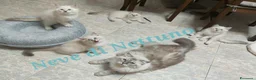 Siberiano gatti in vendita: Cuccioli neva-masquerade disponibili - Annuncio 4