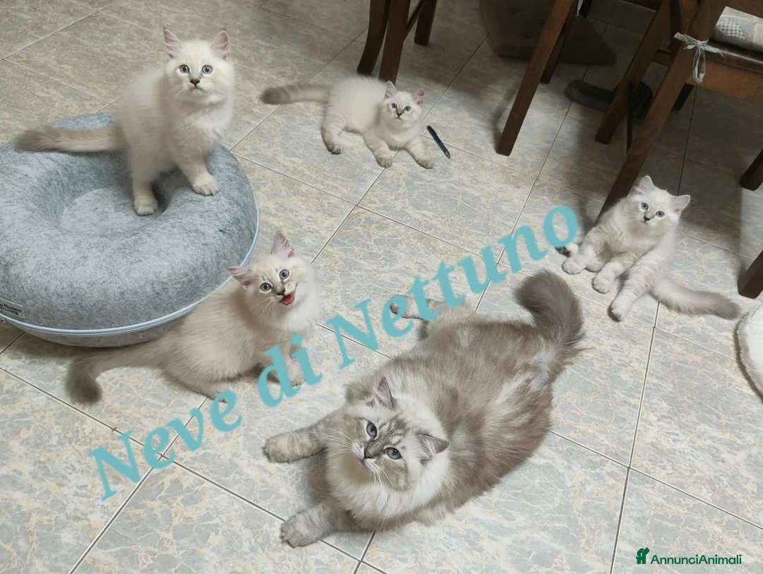 Siberiano gatti in vendita: Cuccioli neva-masquerade disponibili - Annuncio 4