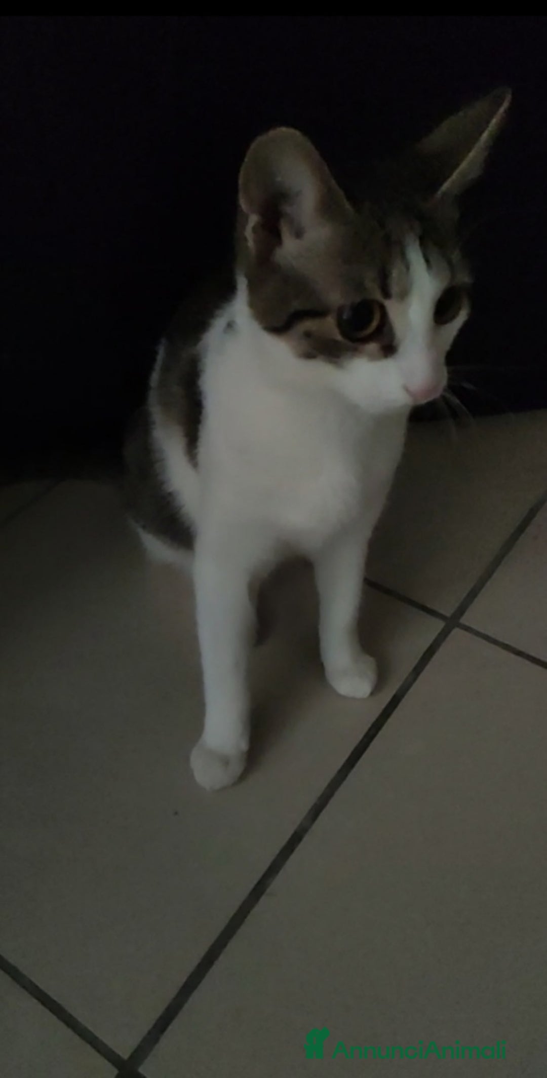 Europeo gatti in regalo: Piccola anima in cerca di amore 💔 - Annuncio 1