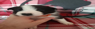 Border Collie Cucciolo 3