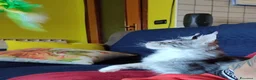 Maine Coon gatti in vendita: Meravigliosi gattini Maine Coon  - Annuncio 15