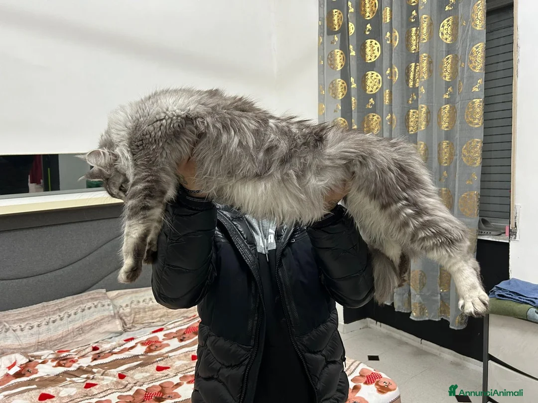 Maine Coon gatti in vendita: Maine CoonXXL Top genetica  - Annuncio 1