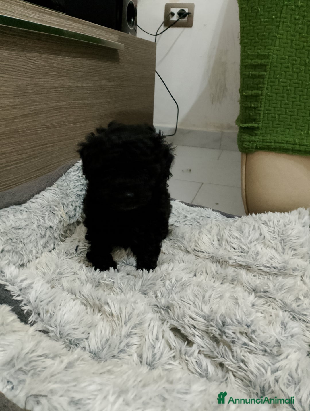 Barboncino cani in vendita: Barboncino nano - Annuncio 3