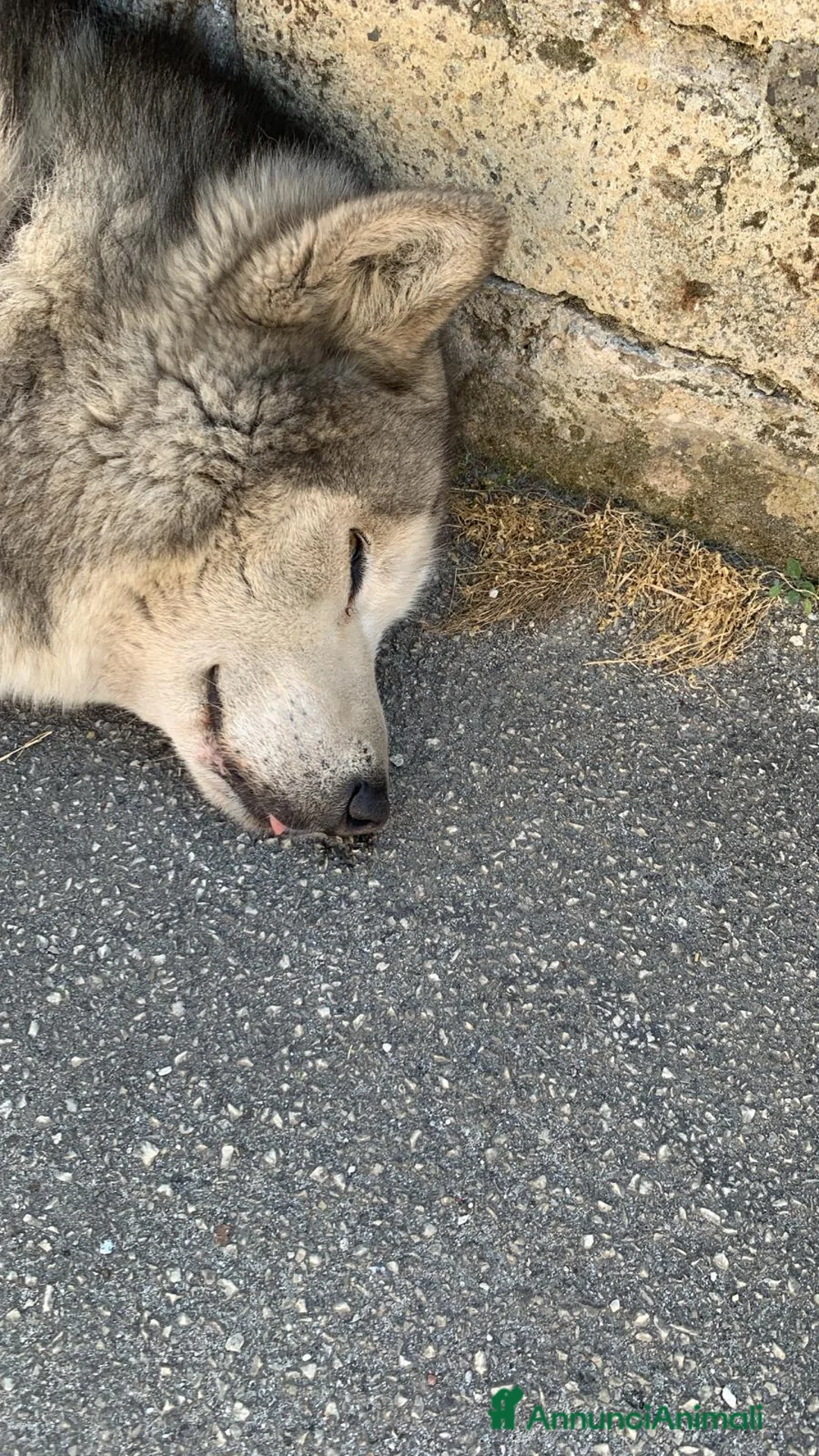 Husky cani in regalo: Oscar husky siberiano a Città Metropolitana di Napoli - Annuncio 2