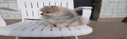 Volpino Pomerania cani in vendita: Cuccioli Volpino pomerania pedigree - Annuncio 5