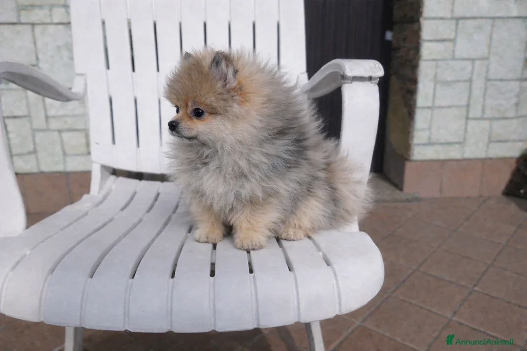 Volpino Pomerania cani in vendita: Cuccioli Volpino pomerania pedigree - Annuncio 5