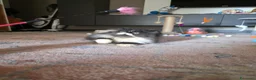 Persiano gatti in vendita: Cuccioli persiani  - Annuncio 7