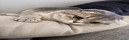 Scottish gatti in vendita: Disponibili ultimi 2 maschietti scottish straight a Provincia di Monza e della Brianza - Annuncio 9