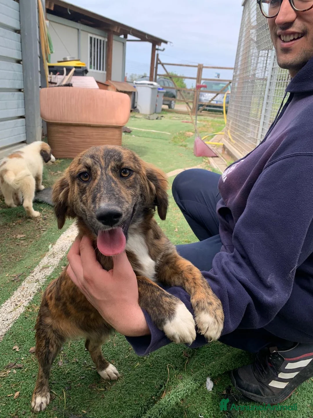 Meticcio cani in regalo: Cucciola 4 mesi - Annuncio 8