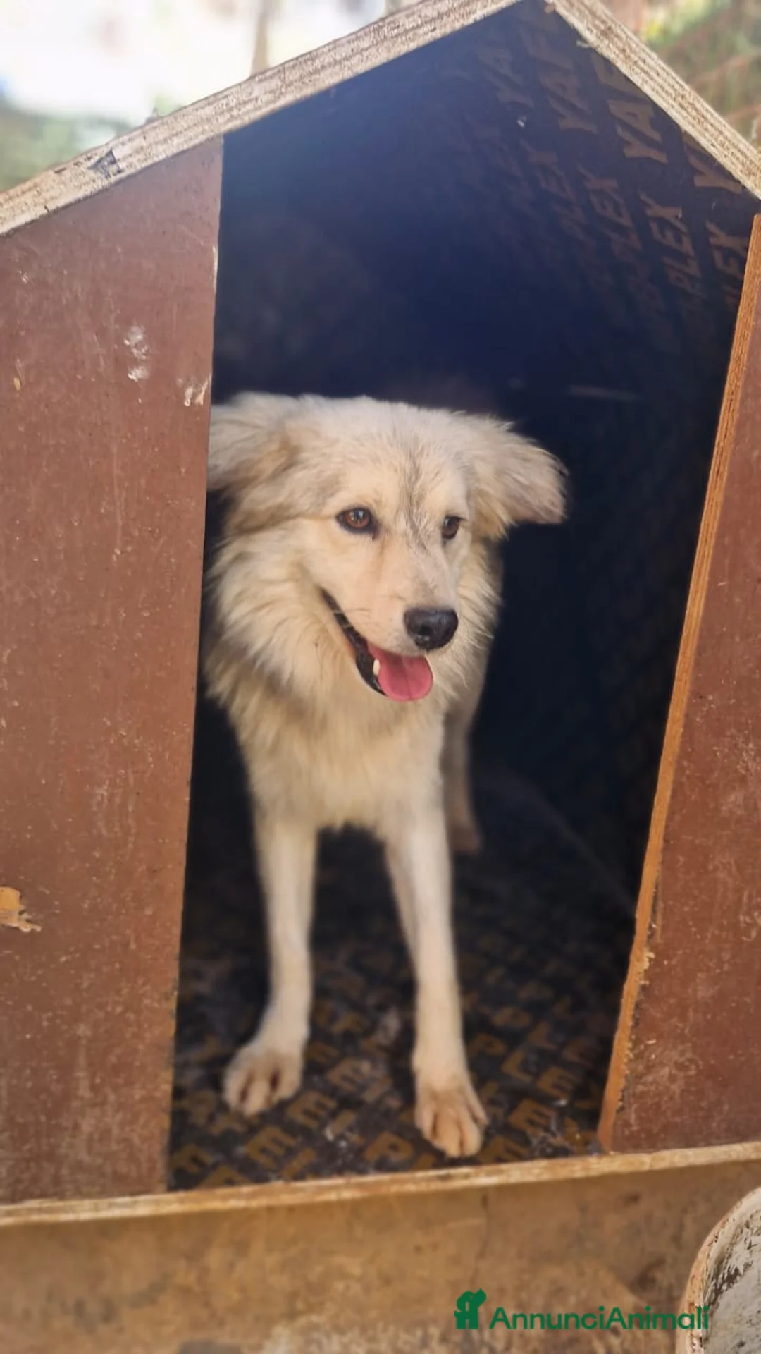 Meticcio cani in regalo: yorgo, un tenero pelosetto - Annuncio 3