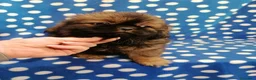 Tibetan Spaniel cani in vendita: Tibetan Spaniel cuccioli - Annuncio 11