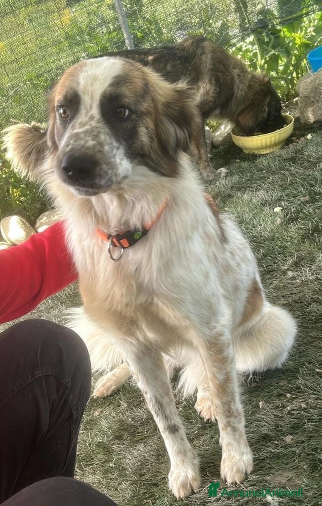 Meticcio cani in regalo:     ATENE 🩷 UNA CASA PER TORNARE A SORRIDERE a Città Metropolitana di Bologna - Annuncio 2