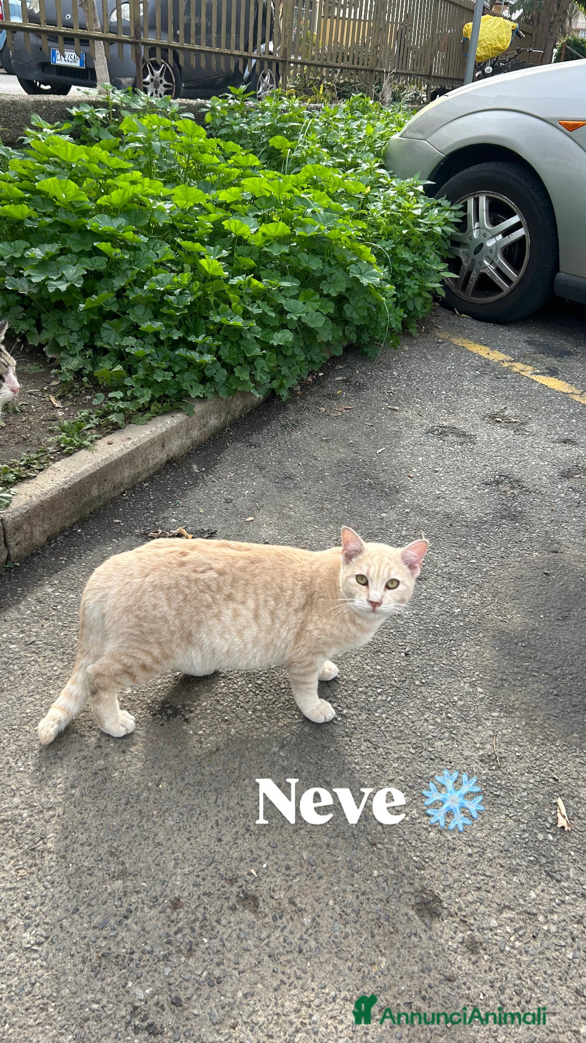 Europeo gatti Neve cerca casa  - Annuncio 2