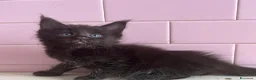 Maine Coon gatti in vendita: Maine Coon cuccioli a Provincia di Ferrara - Annuncio 11