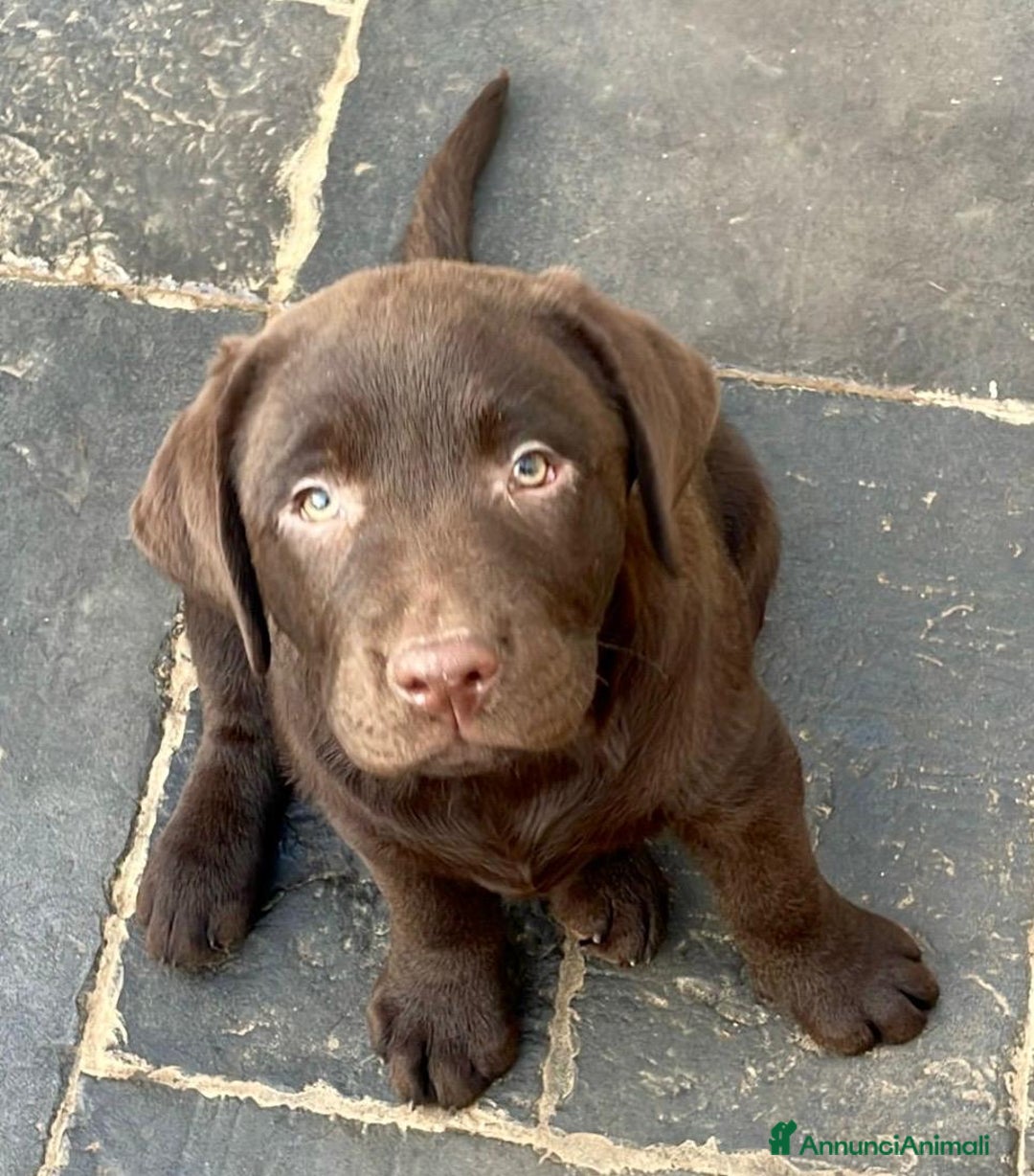 Labrador cani in vendita: Meraviglioso cucciolo di labrador chocolate puro a Città metropolitana di Palermo - Immagine 16
