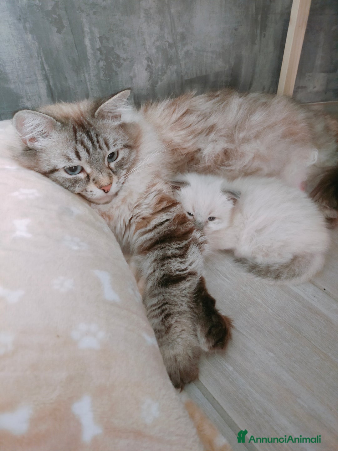 Siberiano gatti in vendita: Cuccioli Neva Masquerade disponibili  a Città Metropolitana di Torino - Immagine 5