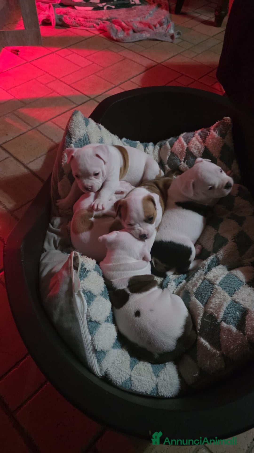 American Bully cani in vendita: American bully - Annuncio 5