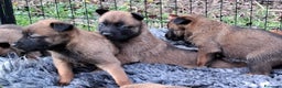 Pastore Belga cani in vendita: Cuccioli di pastore belga malinois  - Annuncio 5