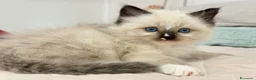 Ragdoll gatti in vendita: Ragdoll maschietti Red e Seal con pedigree - Annuncio 15