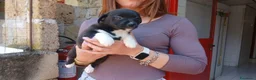 Meticcio cani in regalo: LA DOLCISSIMA ADA HA BISOGNO DI TE, IN ADOZIONE - Annuncio 2