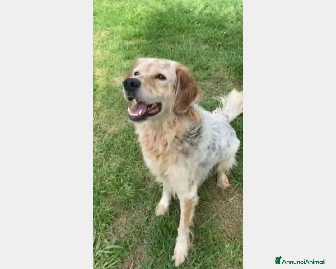 Meticcio cani in regalo: SALVATO DALLA FAME 3ANNI FA!ANCORA IN BOX!NAPOLI a Milano - Annuncio 1