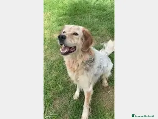 Meticcio cani SALVATO DALLA FAME 3ANNI FA!ANCORA IN BOX!NAPOLI a Milano - Annuncio 19