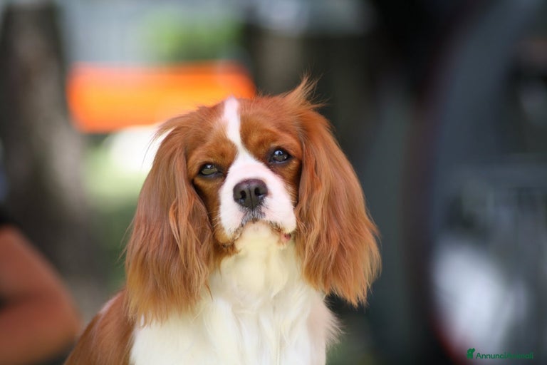 Immagine della galleria {{count}}