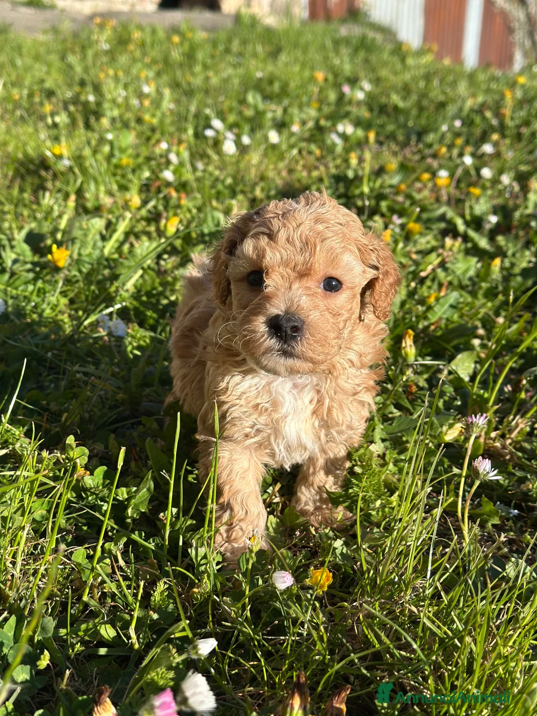 Maltipoo cani in vendita: Cuccioli di Maltipoo - Annuncio 2