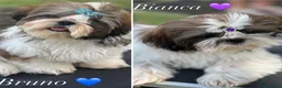 Shih Tzu cani in vendita: Cuccioli di Shih Tzu - Annuncio 2