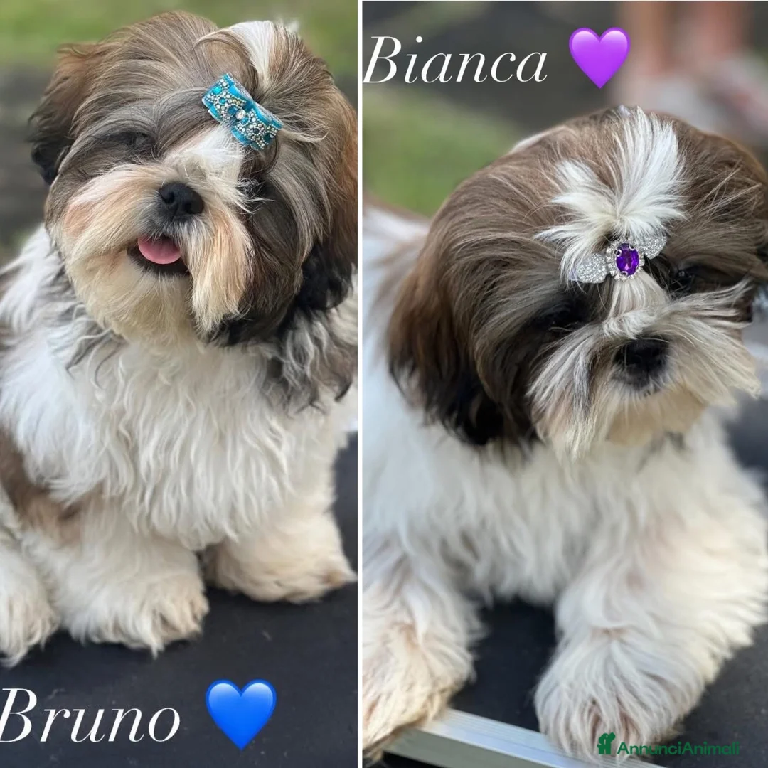 Shih Tzu cani in vendita: Cuccioli di Shih Tzu - Annuncio 2