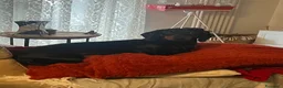 Bassotto cani per accoppiamento: Bassotto nero focato  - Annuncio 3