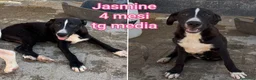 Meticcio cani in regalo: TENERI CUCCIOLI IN CERCA D'AMORE  a Provincia di Modena - Annuncio 3