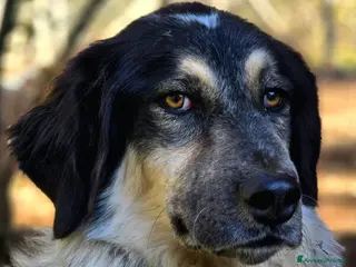 Meticcio cani IL BEL MARZIO HA BISOGNO DI TE, IN ADOZIONE - Annuncio 8