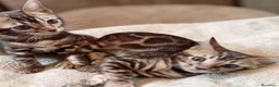 Bengala gatti in vendita: Cuccioli di Bengala disponibili  - Annuncio 13