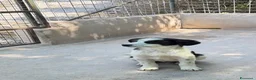 Meticcio cani in regalo: Macchia a Provincia di Brescia - Annuncio 2