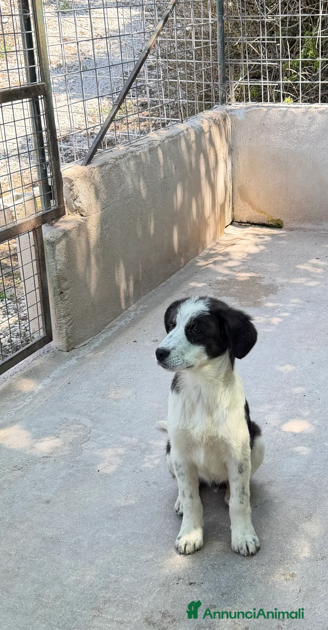 Meticcio cani in regalo: Macchia a Provincia di Brescia - Annuncio 2