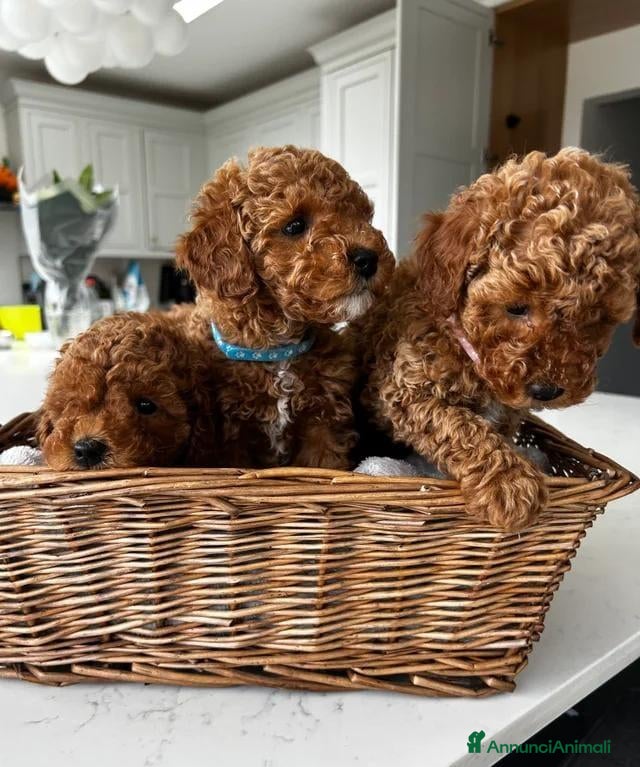 Barboncino Toy cani  3 Adorabili Barboncini Toy - Annuncio 14