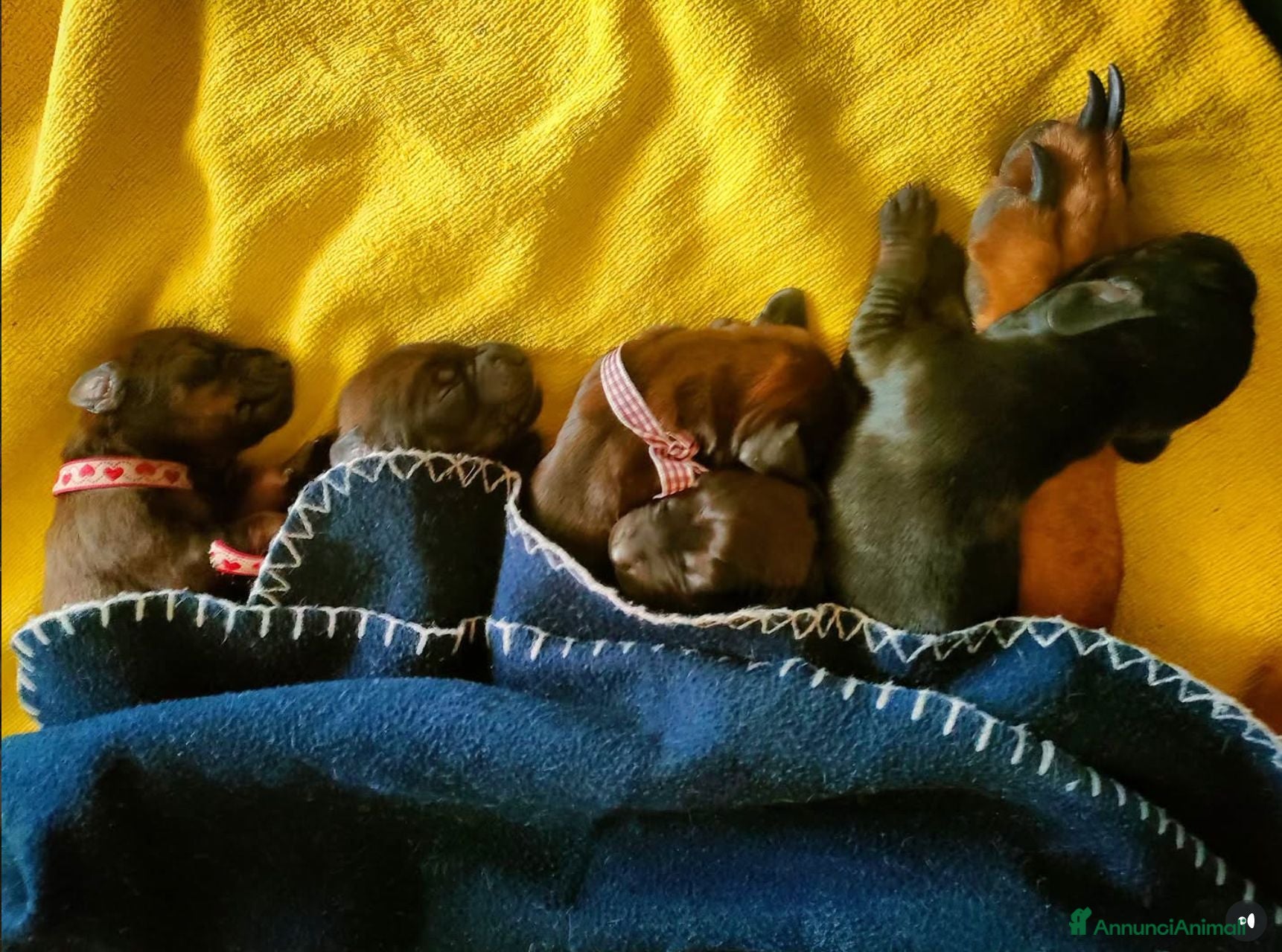 Segugio Bavarese cani Cuccioli Segugio Bavarese/Bayerischer Gebirgsschwe - Annuncio 32