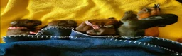 Segugio Bavarese cani in vendita: Cuccioli Segugio Bavarese/Bayerischer Gebirgsschwe a Provincia di Grosseto - Annuncio 1