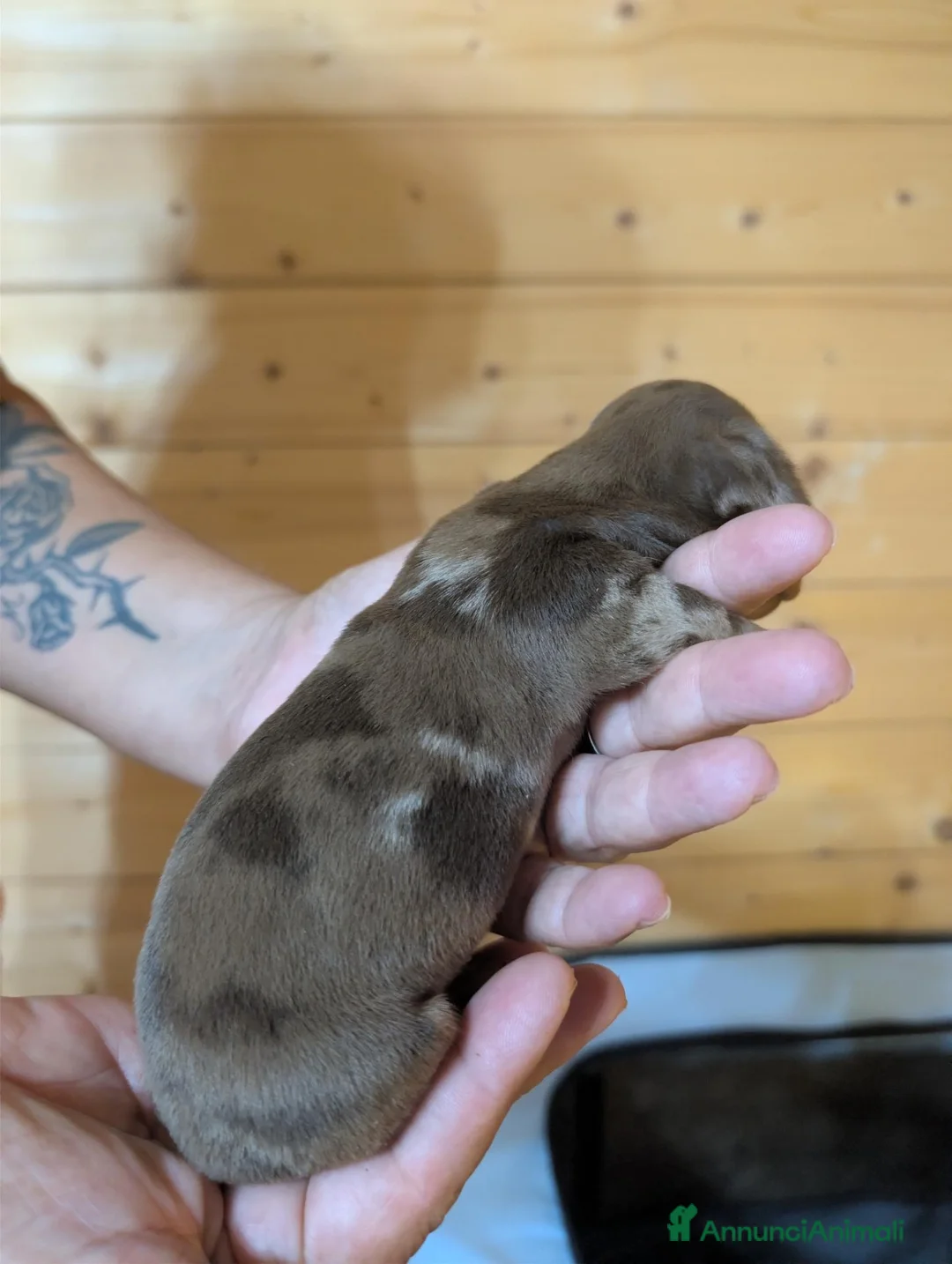 Bassotto cani in vendita: Cuccioli di Bassotto Kaninchen a pelo corto - Annuncio 2