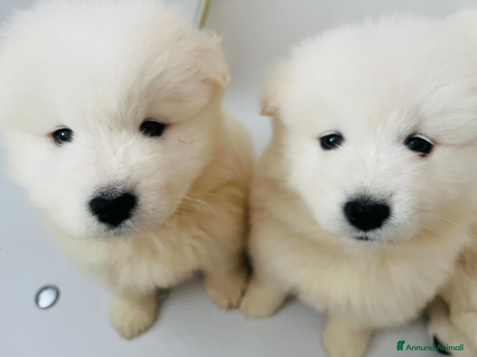 Samoiedo cani in vendita: Cuccioli di cane samoiedo  - Annuncio 5
