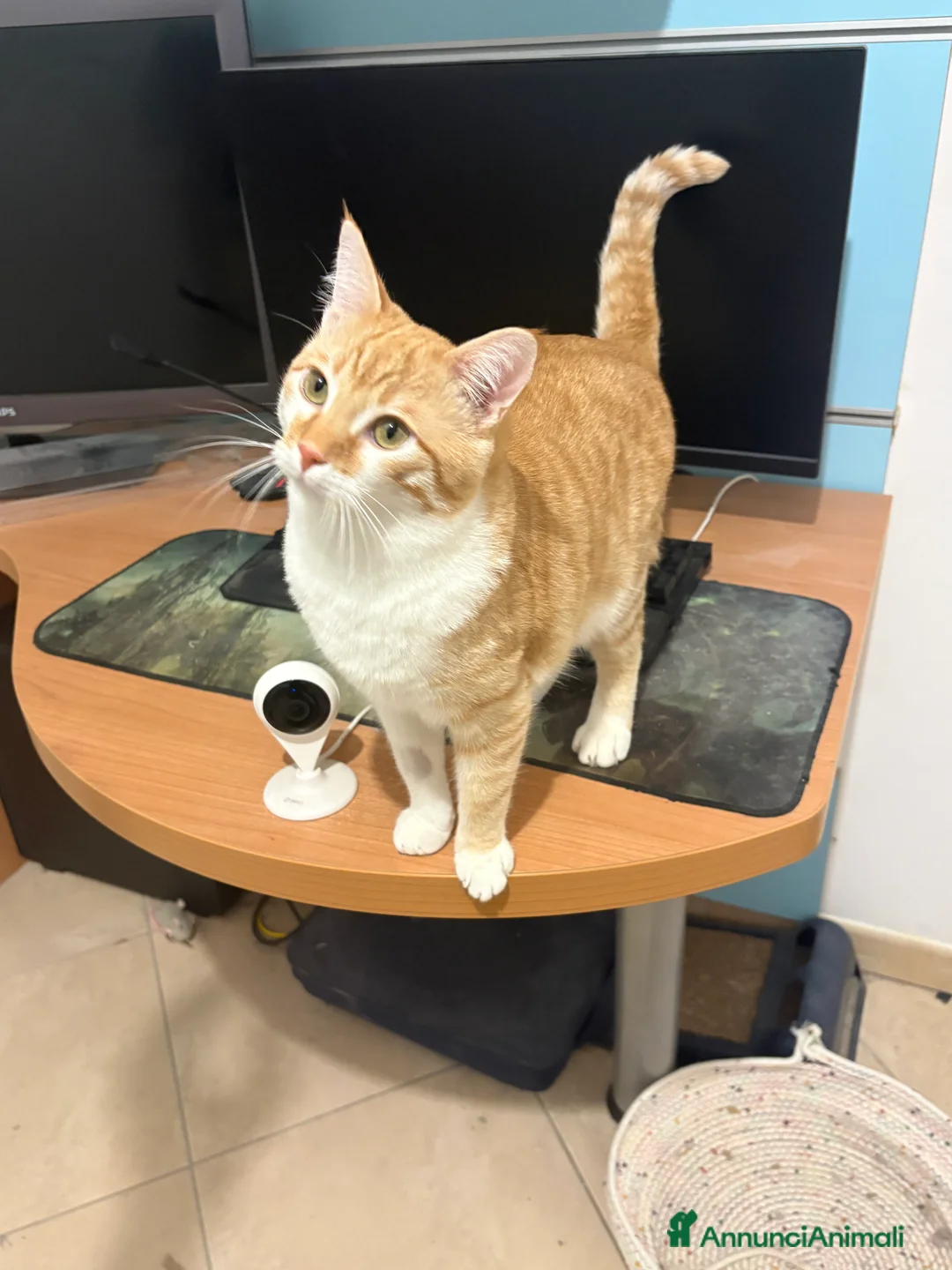 Europeo gatti in regalo: Casa per questa coppia affiatata! Regalo! - Annuncio 4