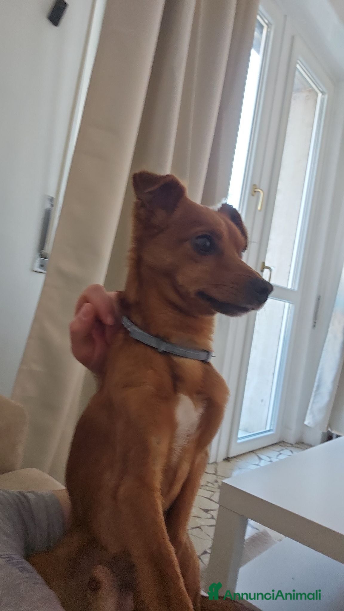 Meticcio cani Regalo Tyago - Annuncio 17