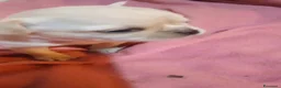 Chihuahua cani in vendita: Cuccioli di chihuahua super genealogia campioni - Annuncio 10