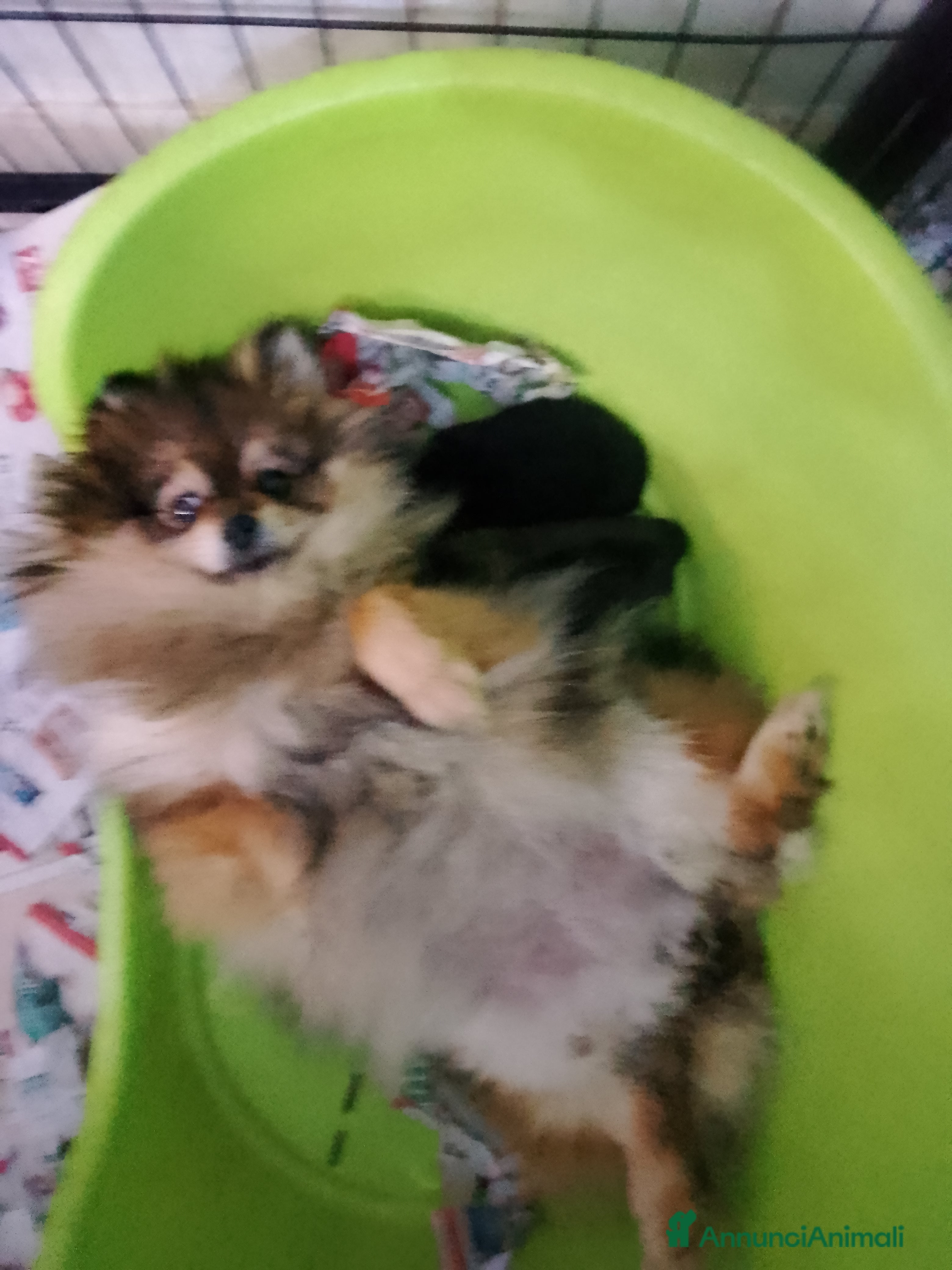 Volpino Pomerania cani Volpino Pomerania  - Annuncio 1