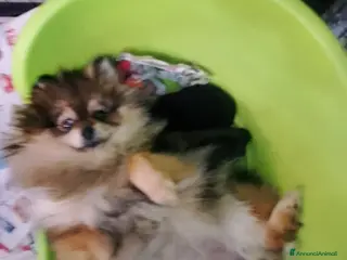 Volpino Pomerania cani Volpino Pomerania - Annuncio 1