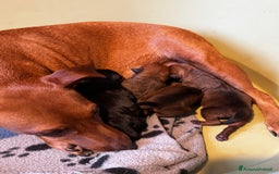 Pinscher Miniatura cani in vendita: Pinscher nani a Provincia di Pavia - Immagine 4