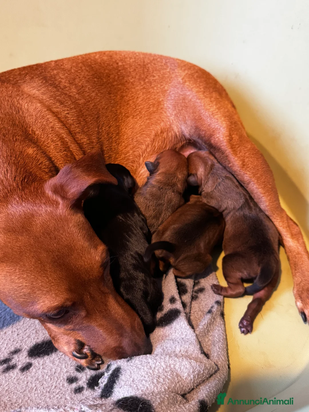 Pinscher Miniatura cani in vendita: Pinscher nani a Provincia di Pavia - Annuncio 4